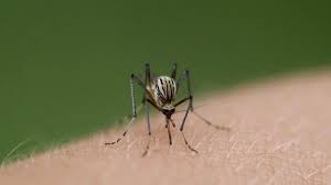 Two more cases of Murray Valley encephalitis detected in NSW