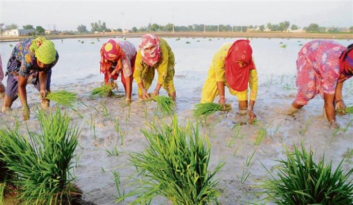 ਪੰਜਾਬ ਸਰਕਾਰ ਵੱਲੋਂ ਝੋਨੇ ਲੁਵਾਈ ਦੋ ਗੇੜਾਂ ’ਚ 11 ਅਤੇ 15 ਜੂਨ ਤੋਂ ਸ਼ੁਰੂ ਕਰਾਉਣ ਦਾ ਫ਼ੈਸਲਾ