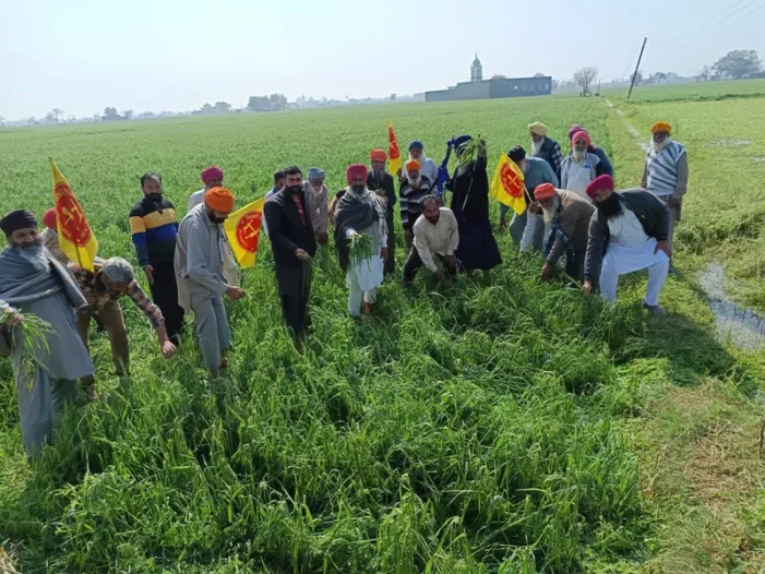 ਗੜੇਮਾਰੀ ਕਾਰਨ ਸੈਂਕੜੇ ਪਿੰਡਾਂ ਵਿੱਚ ਫ਼ਸਲਾਂ ਦਾ ਭਾਰੀ ਨੁਕਸਾਨ
