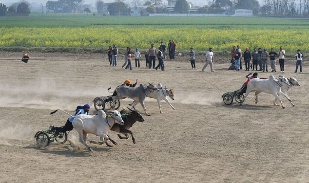 12 ਸਾਲਾਂ ਦੇ ਵਕਫੇ ਬਾਅਦ ਬੈਲ ਗੱਡੀਆਂ ਦੀਆਂ ਦੌੜਾਂ ਸ਼ੁਰੂ